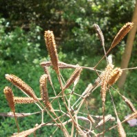 Pisonia aculeata L.